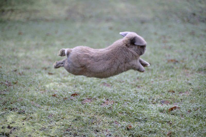 The Bunny Dance | Getty Images Photo By robert reader