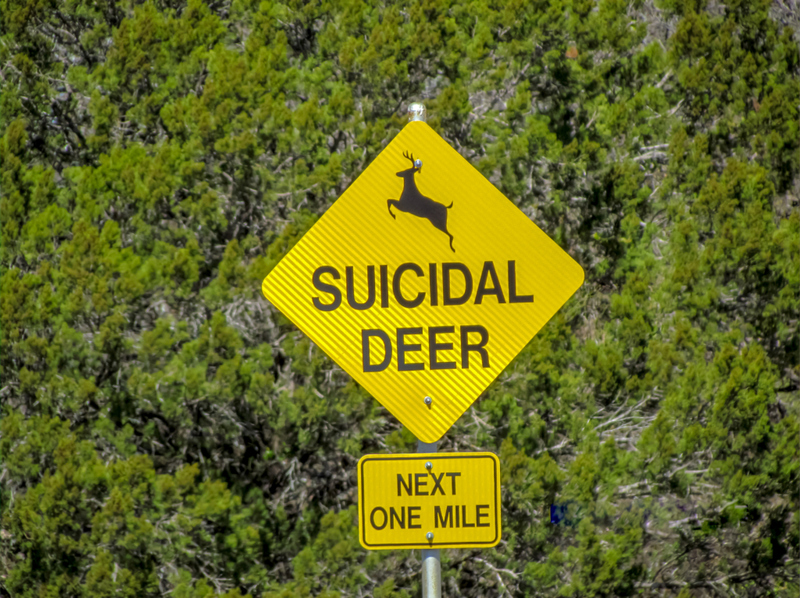 shutterstock_1083594665-Hilarious-signs-only-found-in-Texas-sucidal-deer-scaled.jpg.pro-cmg.jpg