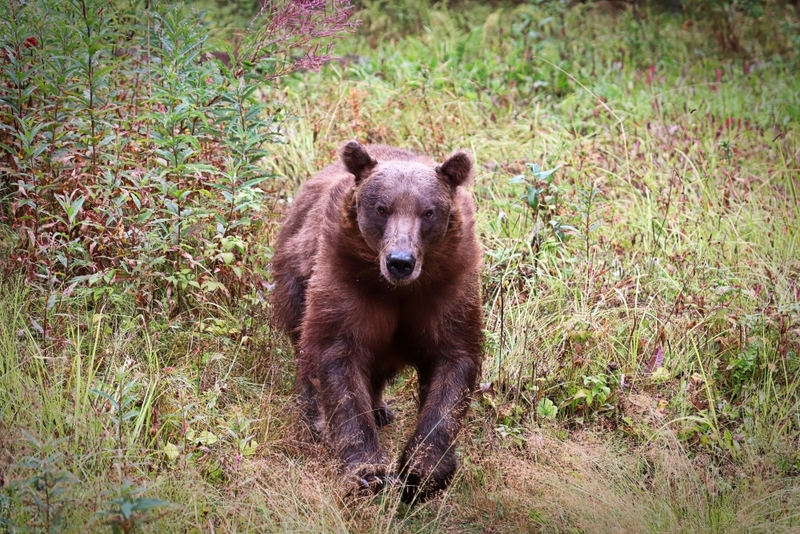 Watch Out! The Bear Is Running AT Us! | Amelia Martin/Shutterstock