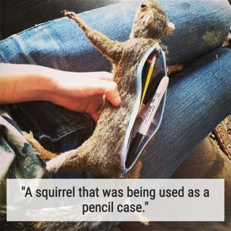 We Hope It was a Plastic Squirrel | imgur.com/p5surf