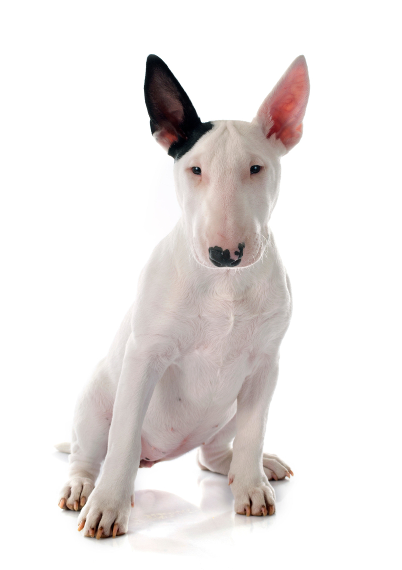 8. Bull Terrier | Alamy Stock Photo 