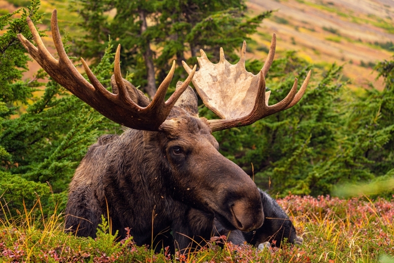 Alaska Takes Its Moose Parts Very Seriously | Alamy Stock Photo by KAR Photography