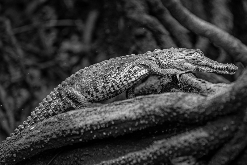 A Pet Alligator | Ozba/Shutterstock