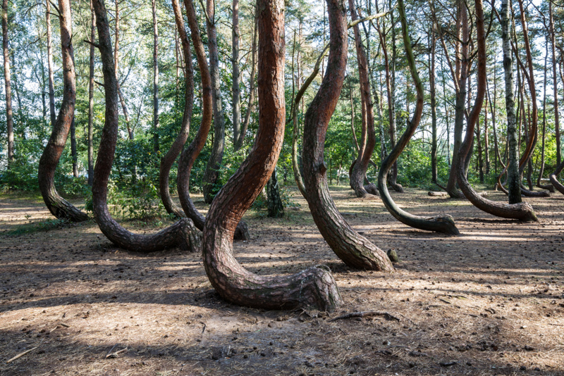 Un grupo de árboles en forma de J es un aviso de desprendimiento de tierra | Getty Images Photo by fhm