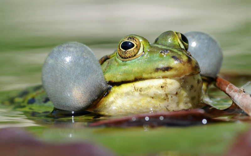 Las ranas pueden ayudar a predecir el tiempo | Alamy Stock Photo by Panther Media GmbH/Burkhard