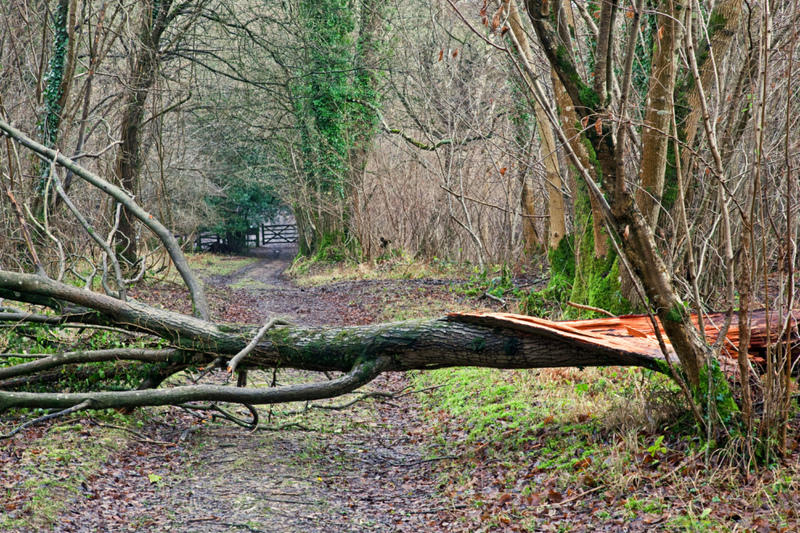 Las grietas profundas o la falta de corteza indican que un árbol podría estar a punto de caer | Alamy Stock Photo by Ken Leslie 