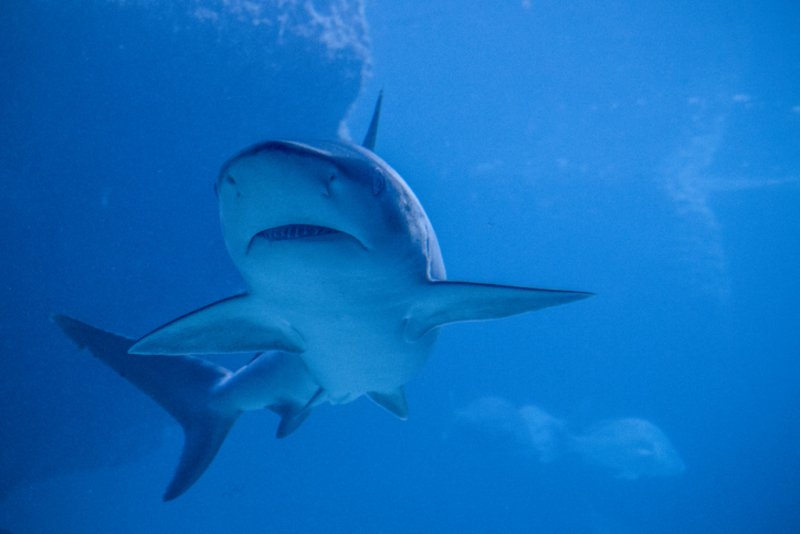 Que los tiburones naden hacia aguas más profundas puede significar un huracán inminente | Getty Images Photo by Instants
