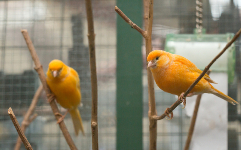 Los canarios del ecosistema advierten del colapso de un ecosistema | Shutterstock