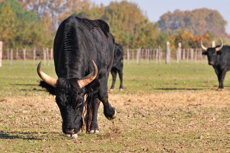 Señales de que un toro está a punto de embestir | Alamy Stock Photo by YAY Media AS 