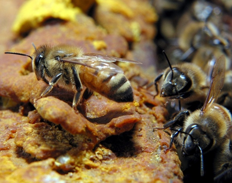 Si una abeja te pica cerca de una colmena, busca un refugio | Getty Images Photo by Martin Chan/South China Morning Post