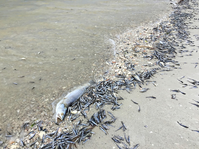 Si hay peces muertos en la orilla, no te metas en el agua | Shutterstock