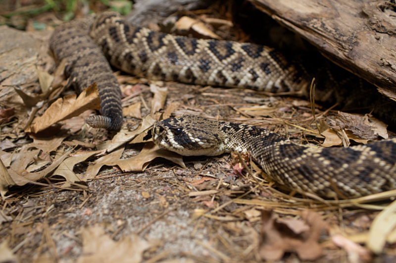 Las serpientes de cascabel te avisan cuando están enfadadas | Getty Images Photo by Andrew Lichtenstein/Corbis 