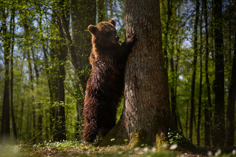 Las huellas de patas de cinco dedos y los árboles arañados significan que hay osos cerca | Getty Images Photo by Leon Neal
