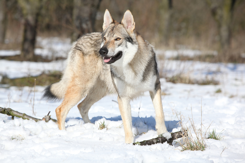 Wolfshund | Zuzule/Shutterstock 