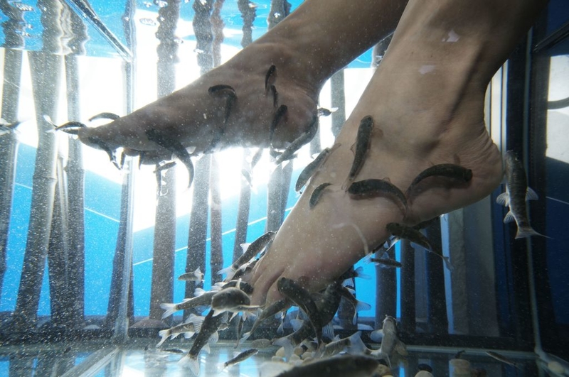 Deja que los peces actúen | Getty Images Photo by Herve MASCOT/Gamma-Rapho 