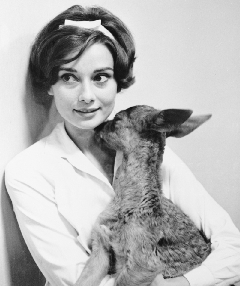 Madre de…¿Bambi? La señorita Audrey Hepburn de compras con su venado mascota, 1958 | Getty Images Photo by Bettmann