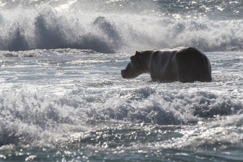 ¡Los hipopótamos también pueden surfear! | Alamy Stock Photo by Nature Picture Library/Stephane Granzotto