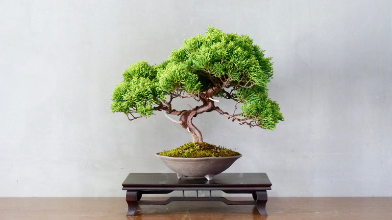Having Bonsai Plants about the house has several Advantages | Shutterstock