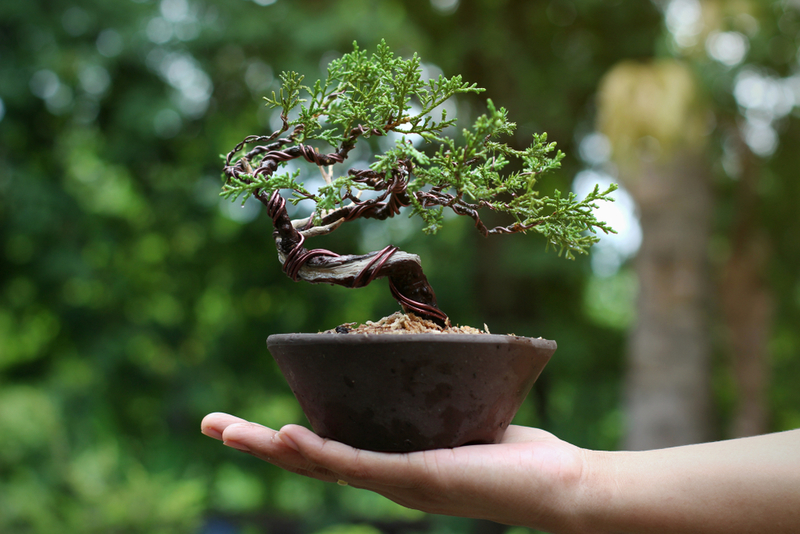 Having Bonsai Plants about the house has several Advantages | Shutterstock