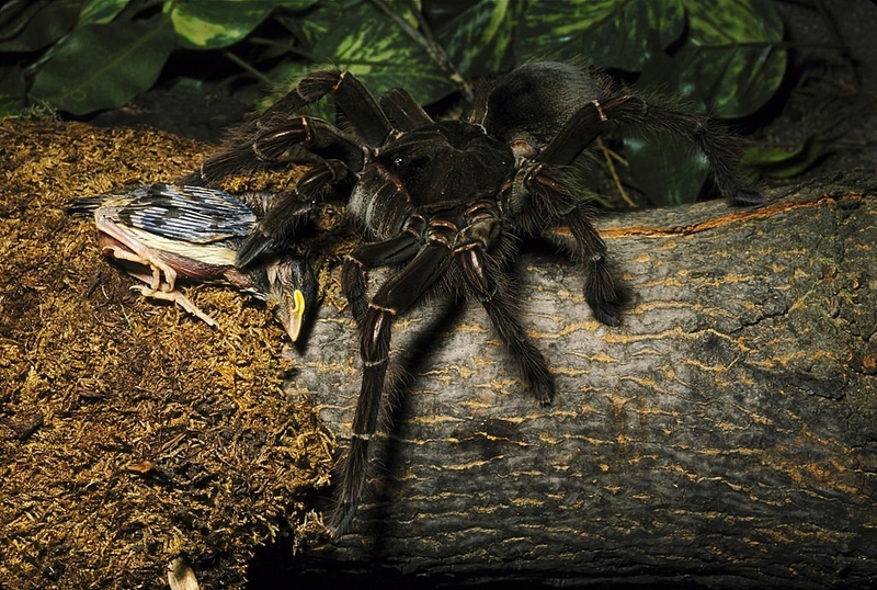 Supersize Spiders | Getty Images Photo by John Mitchell