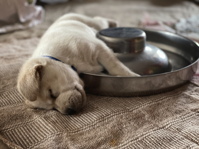 Sleepy Puppy | Getty Images Photo by Uwe Krejci