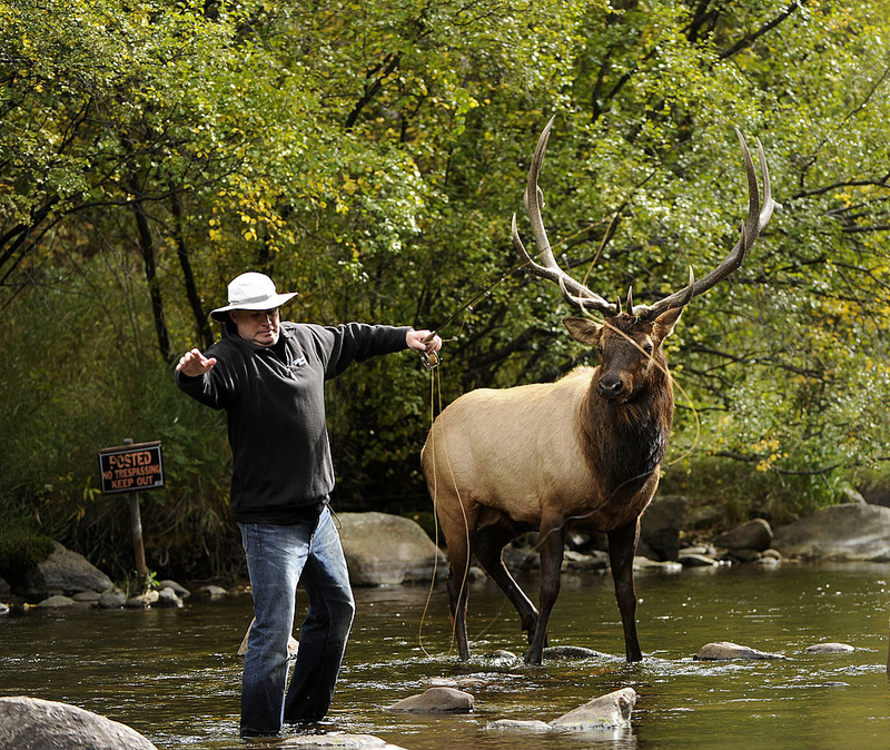 The Elk Outdoors | Getty Images Photo By Joe Amon/The Denver Post