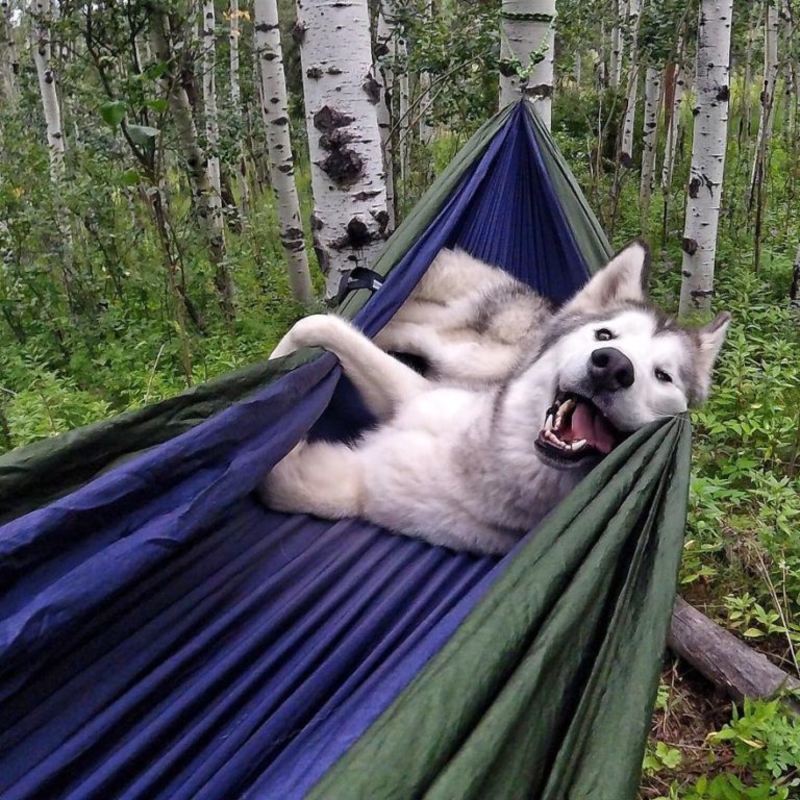 Camping Doggie Style | Imgur.com/Zenaxic