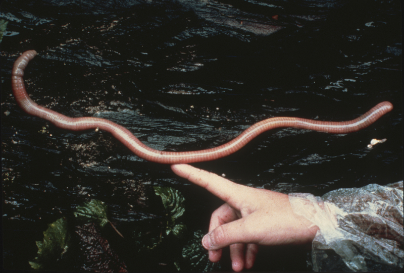  Monster Earthworm | Getty Images Photo by Education Images/Universal Images Group