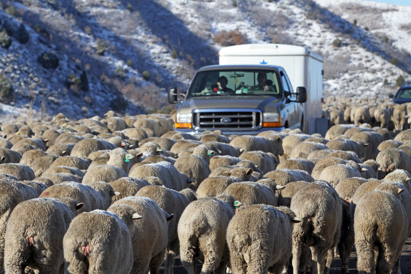 Oh no! It’s Sheep Jam! | Alamy Stock Photo by Don Despain