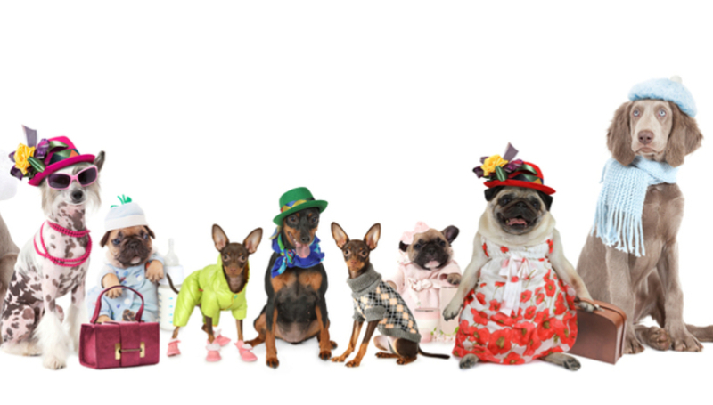 A Fashion Show for Dogs | Shutterstock