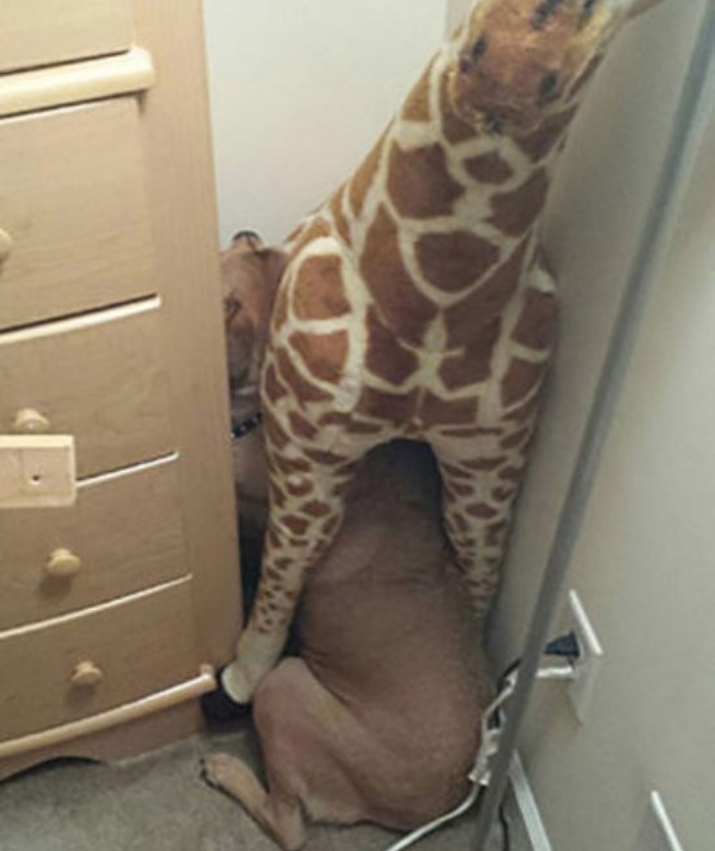 No One Will Find Me Under My Pet Giraffe! | Imgur.com/eFOi0R1