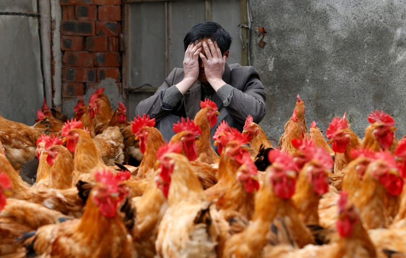 Alektorophobia – Chickens | Alamy Stock Photo