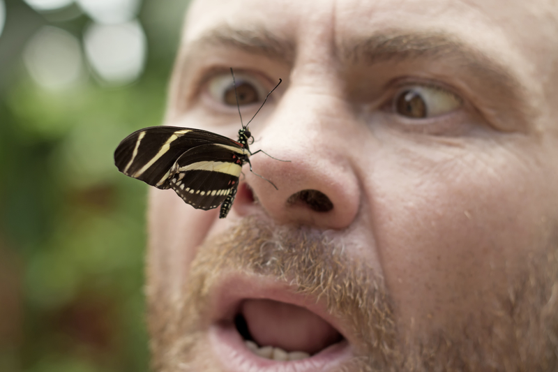 Lepidopterophobia – Butterflies | Getty Images Photo by Fernando Trabanco Photography