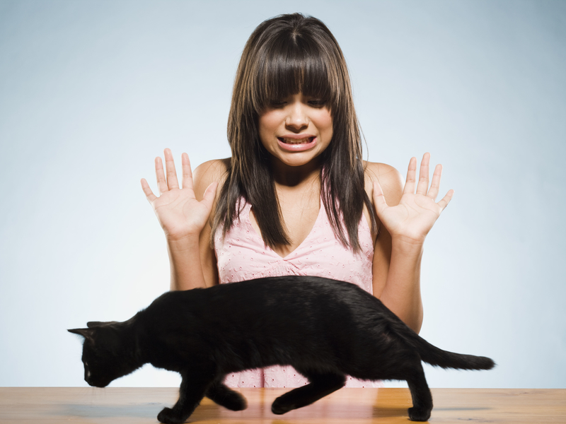 Ailurophobia or Gatophobia – Cats | Alamy Stock Photo