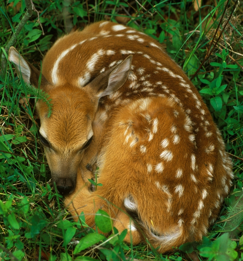 ¿Bambi? | Alamy Stock Photo