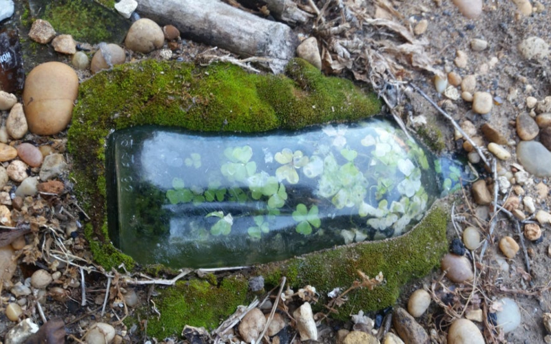 Bosque de tréboles en una botella | Reddit.com/erixashes