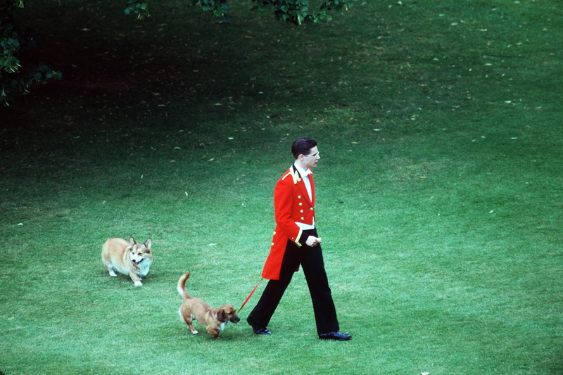 The Queen’s Corgis | Getty Images Photo by Tim Graham Photo Library