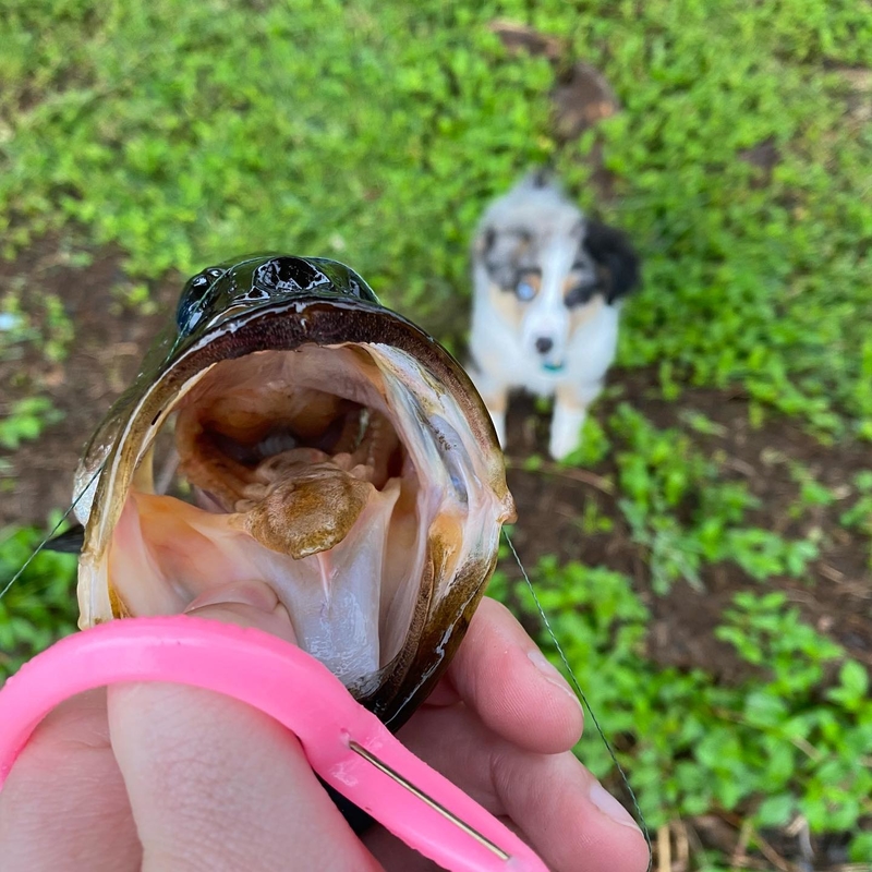 Introduciendo al perro en la pesca | Instagram/@barleyblue_mas