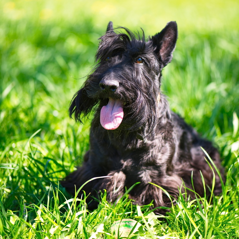Terrier escocés | Shutterstock Photo by Svet foto