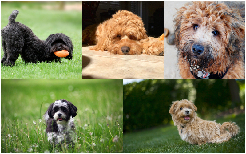 Las razas de perro perfectas para jubilados | Shutterstock Photo by Patrick McCall & srw-photo & Robyn Bartlett & Tim Belyk & Michael Oleshko