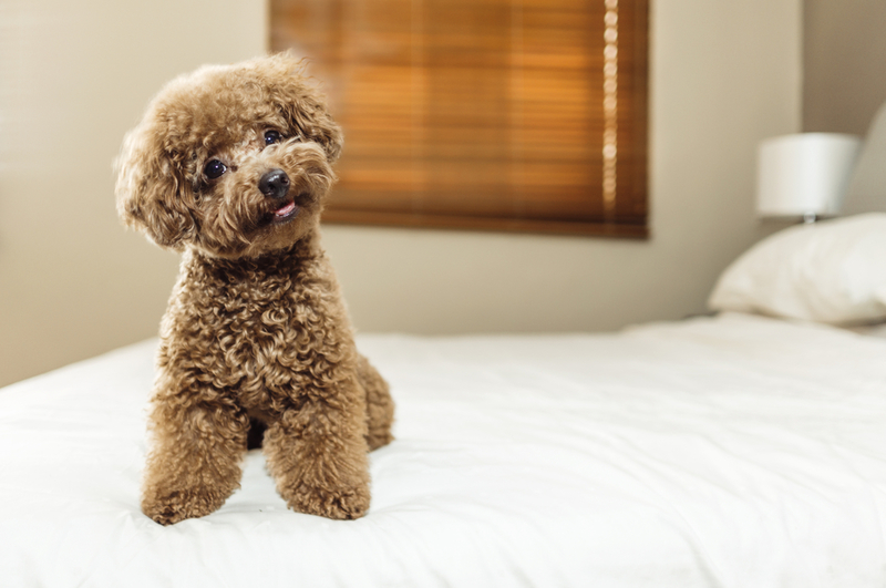 Caniche Toy | Shutterstock Photo by Lim Tiaw Leong