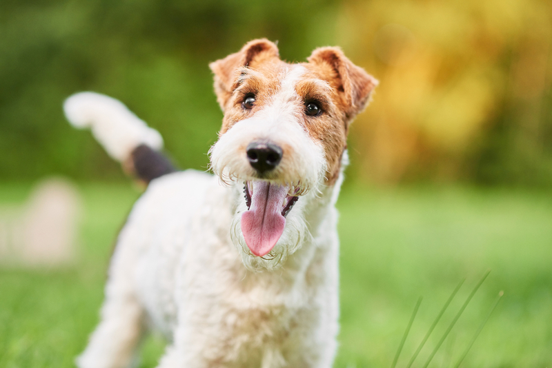 Fox Terrier de pelo duro | Shutterstock Photo by Serhii Bobyk