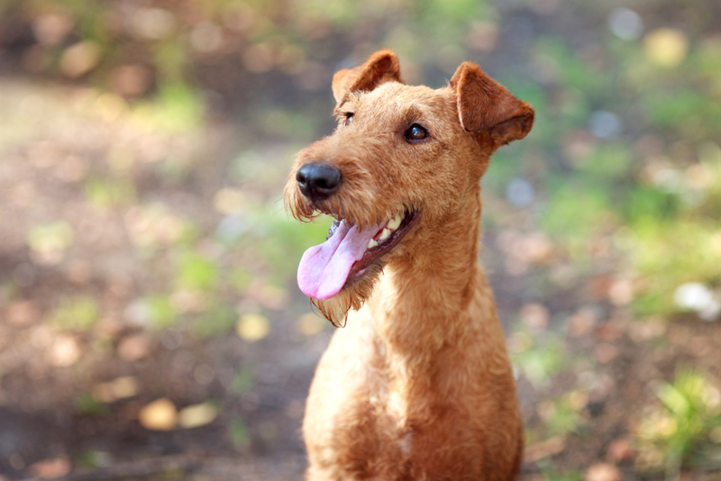 Terrier irlandés | Shutterstock Photo by bagicat