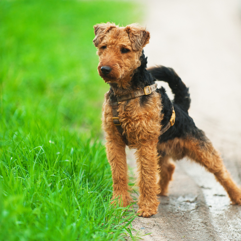 Terrier galés | Shutterstock Photo by BestPhotoStudio