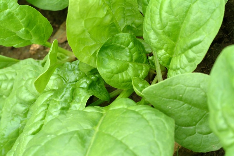 Power-Packed Spinach Is Ready to Fight | Getty Images Photo by Bildagentur-online/Universal Images Group