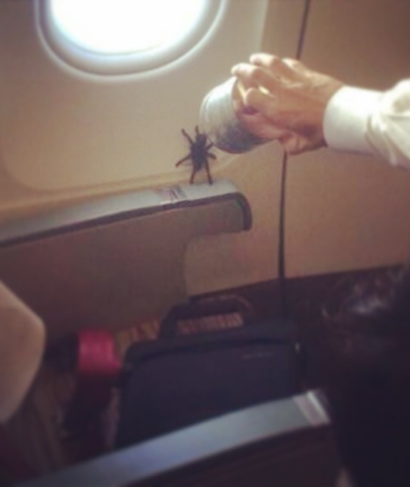 Spinnen im Flugzeug | Instagram/@passengershaming