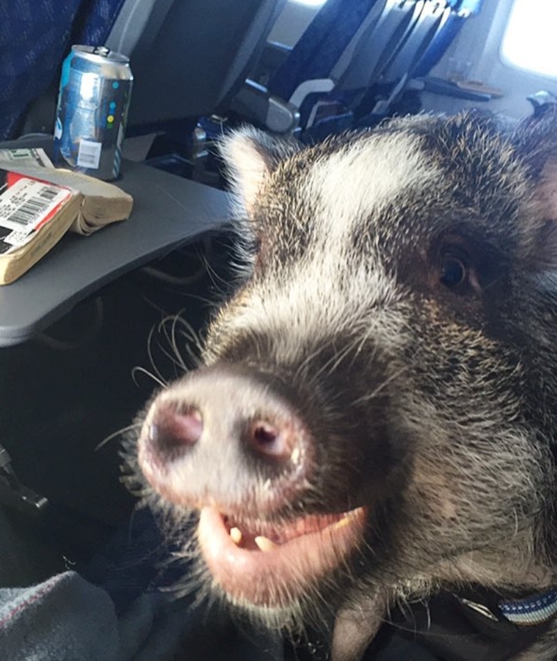 Wenn Schweine fliegen | Instagram/@hamlet_the_beach_hog