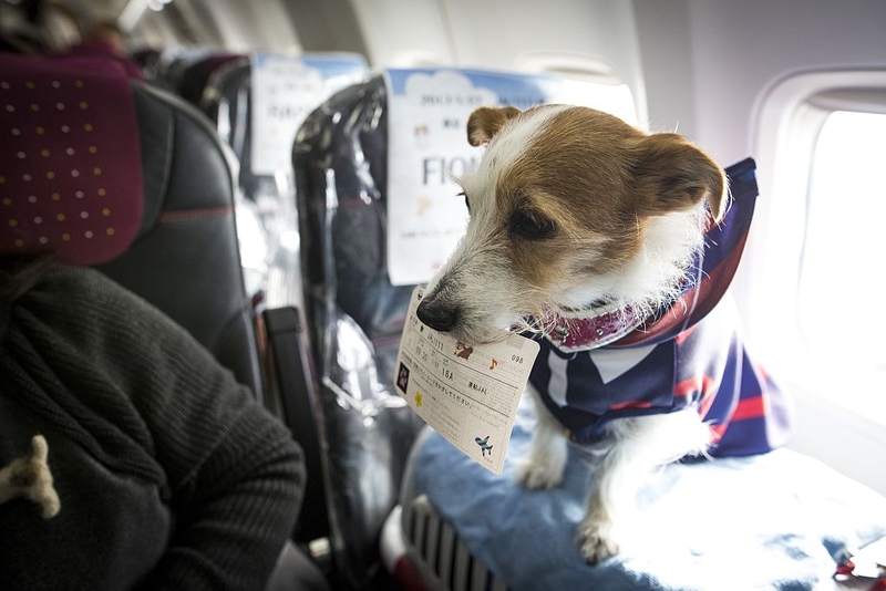 Hunde-Tour | Getty Images Photo by Richard Atrero de Guzman/Anadolu Agency