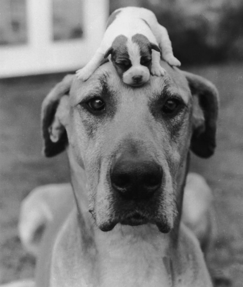 A Very Tiny Dog Sits On a Very, Very Big Dog – 1950 | Getty Images Photo by Express Newspapers/Hulton Archive