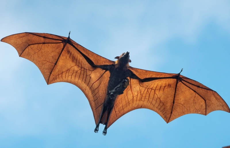 A Mother Bat Flies Her Baby High in the Sky | Getty Images Photo by BirdHunter591